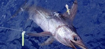 Satellite tracking of Broadbill Swordfish